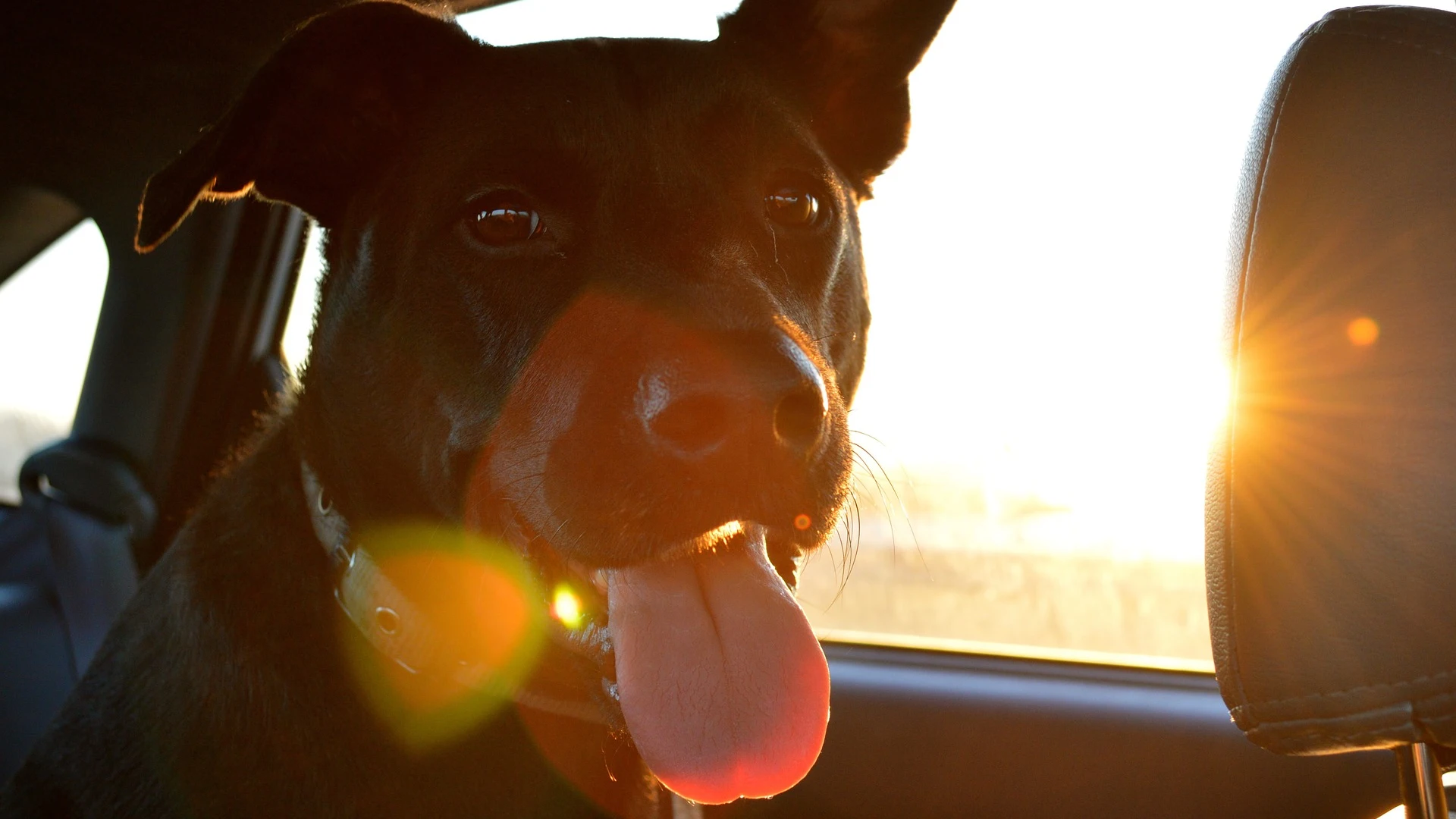 Perro en el interior de un coche