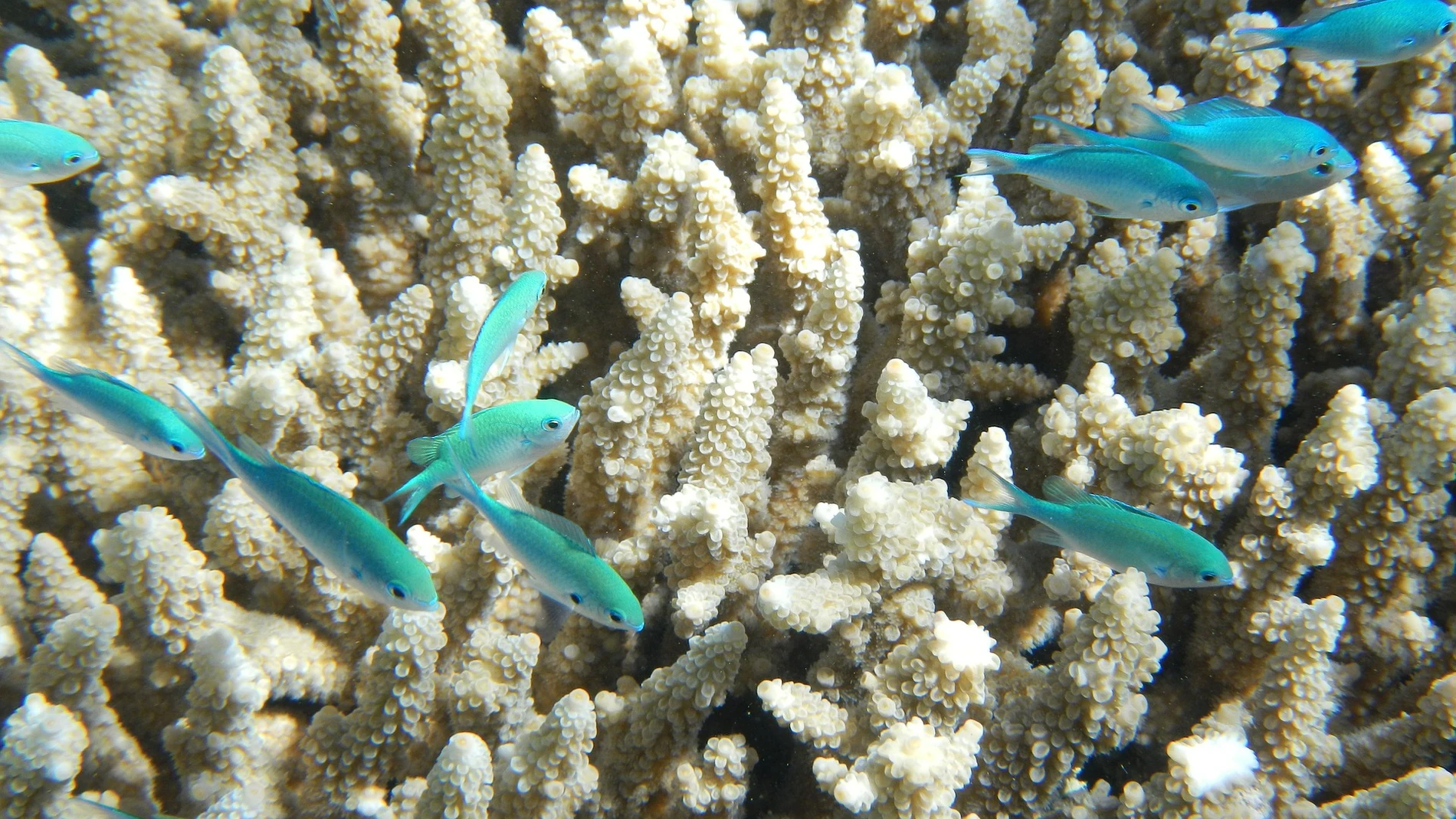 Corales y peces de colores
