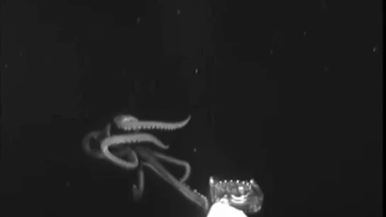 Calamar gigante analiza una cámara Medusa Calamar gigante analiza una cámara Medusa
