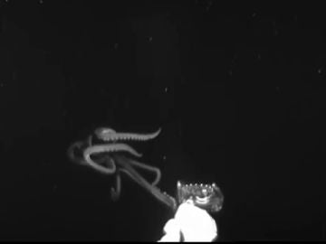 Calamar gigante analiza una cámara Medusa Calamar gigante analiza una cámara Medusa