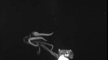 Calamar gigante analiza una cámara Medusa