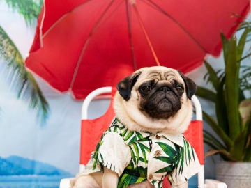 ¿Tu perro lo pasa mejor que tú en vacaciones? ¿Tu perro lo pasa mejor que tú en vacaciones?