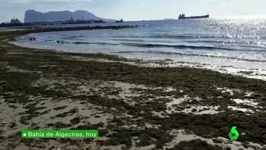 Un alga asiática invade las costas de Cádiz: los pescadores piden que se declare catástrofe medioambiental Un alga asiática invade las costas de Cádiz: los pescadores piden que se declare catástrofe medioambiental