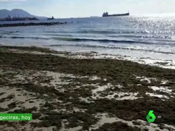 Un alga asiática invade las costas de Cádiz: los pescadores piden que se declare catástrofe medioambiental Un alga asiática invade las costas de Cádiz: los pescadores piden que se declare catástrofe medioambiental