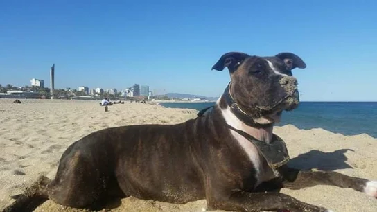 La perra tiroteada en Barcelona La perra tiroteada en Barcelona