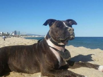 La perra tiroteada en Barcelona La perra tiroteada en Barcelona