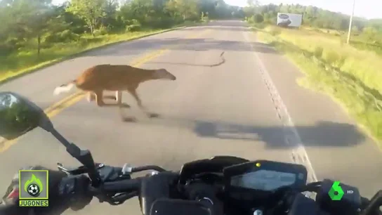 MotoCiervoJugones MotoCiervoJugones