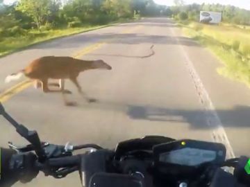MotoCiervoJugones MotoCiervoJugones