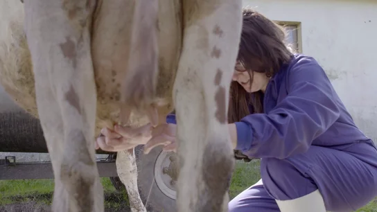 La jefa infiltrada ordeña una vaca en la ganadería de Torrelavega La jefa infiltrada ordeña una vaca en la ganadería de Torrelavega