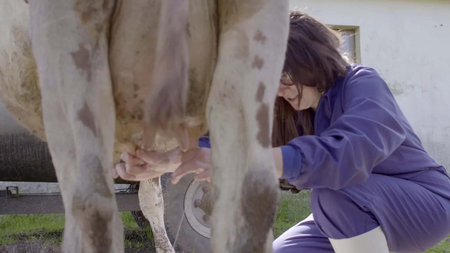La jefa infiltrada ordeña una vaca en la ganadería de Torrelavega La jefa infiltrada ordeña una vaca en la ganadería de Torrelavega