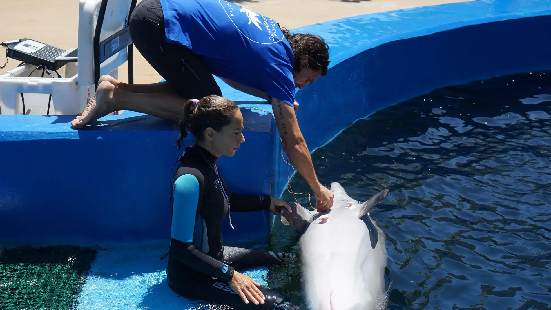 Los delfines regulan cada latido del corazon mientras bucean
