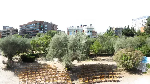 Olivar de Castillejo Olivar de Castillejo
