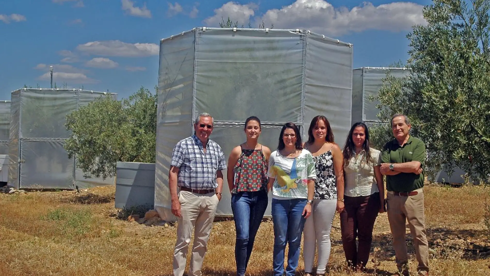 El cambio climatico podria reducir la cosecha de aceituna
