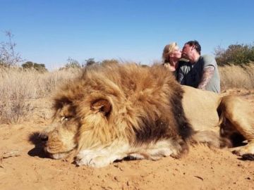 Matrimonio canadiense se besa al lado de un león abatido Matrimonio canadiense se besa al lado de un león abatido