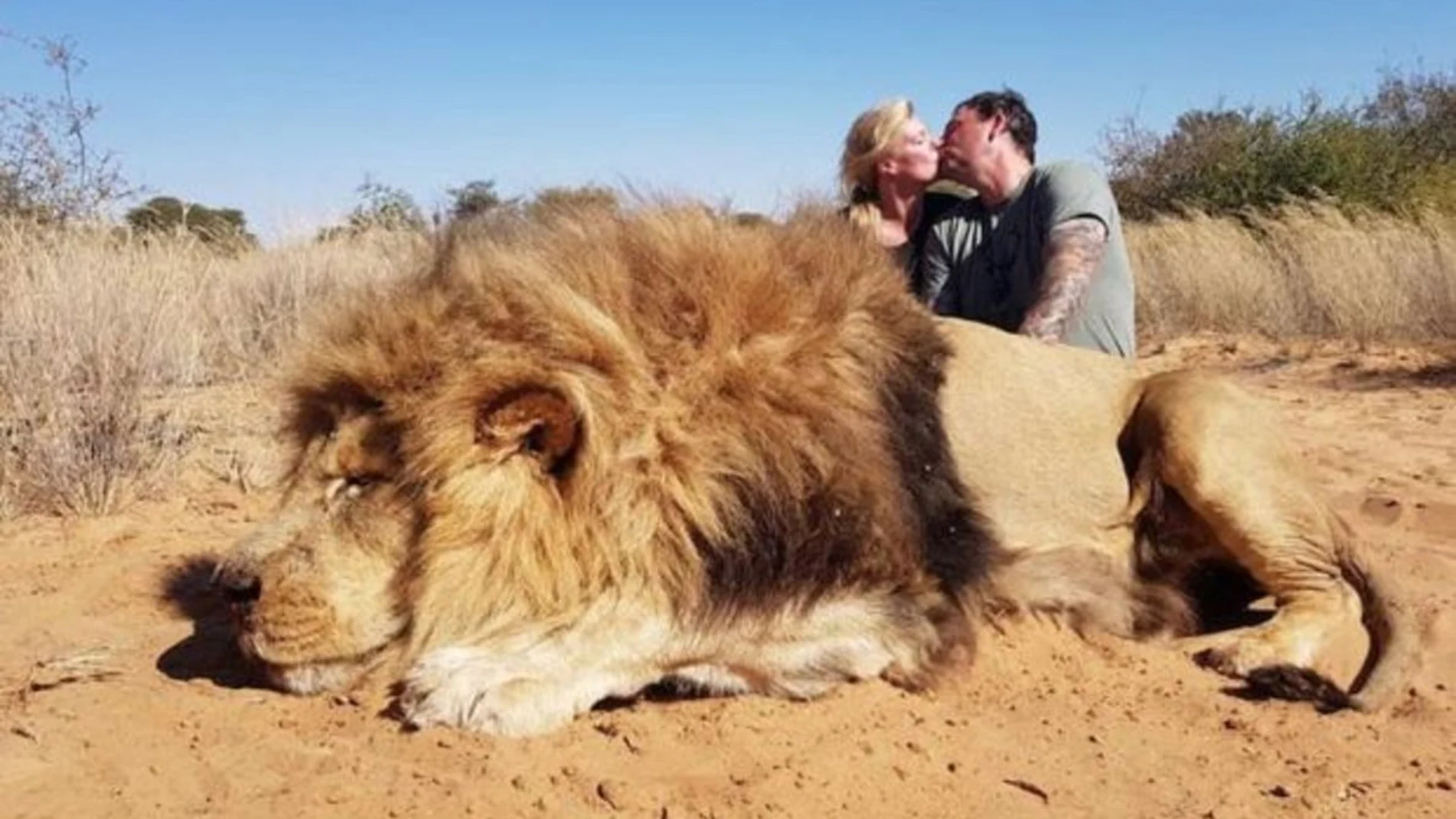 Matrimonio canadiense se besa al lado de un león abatido