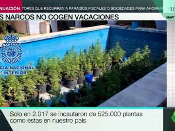 'Guarderías' marítimas y plantas de marihuana escondidas en una piscina: así actúan los narcos 'Guarderías' marítimas y plantas de marihuana escondidas en una piscina: así actúan los narcos