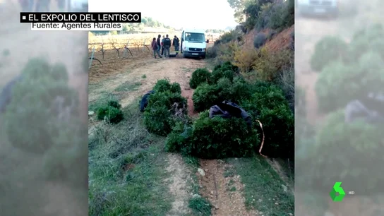 El bosque mediterráneo sufre un expolio de lentisco El bosque mediterráneo sufre un expolio de lentisco