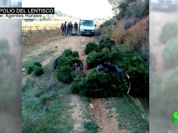 El bosque mediterráneo sufre un expolio de lentisco El bosque mediterráneo sufre un expolio de lentisco