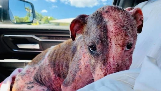 Leialoha estaba malherida y le faltaba el 90% del pelo Leialoha estaba malherida y le faltaba el 90% del pelo