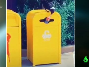 El cuervo 'reciclador': introduce una botella de plástico en el contenedor El cuervo 'reciclador': introduce una botella de plástico en el contenedor