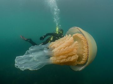 Medusa gigante cerca de la costa británica Medusa gigante cerca de la costa británica