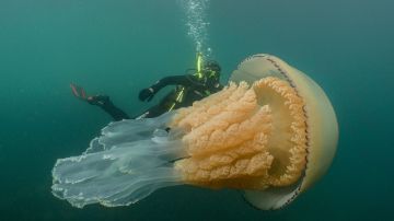 Medusa gigante cerca de la costa británica Medusa gigante cerca de la costa británica