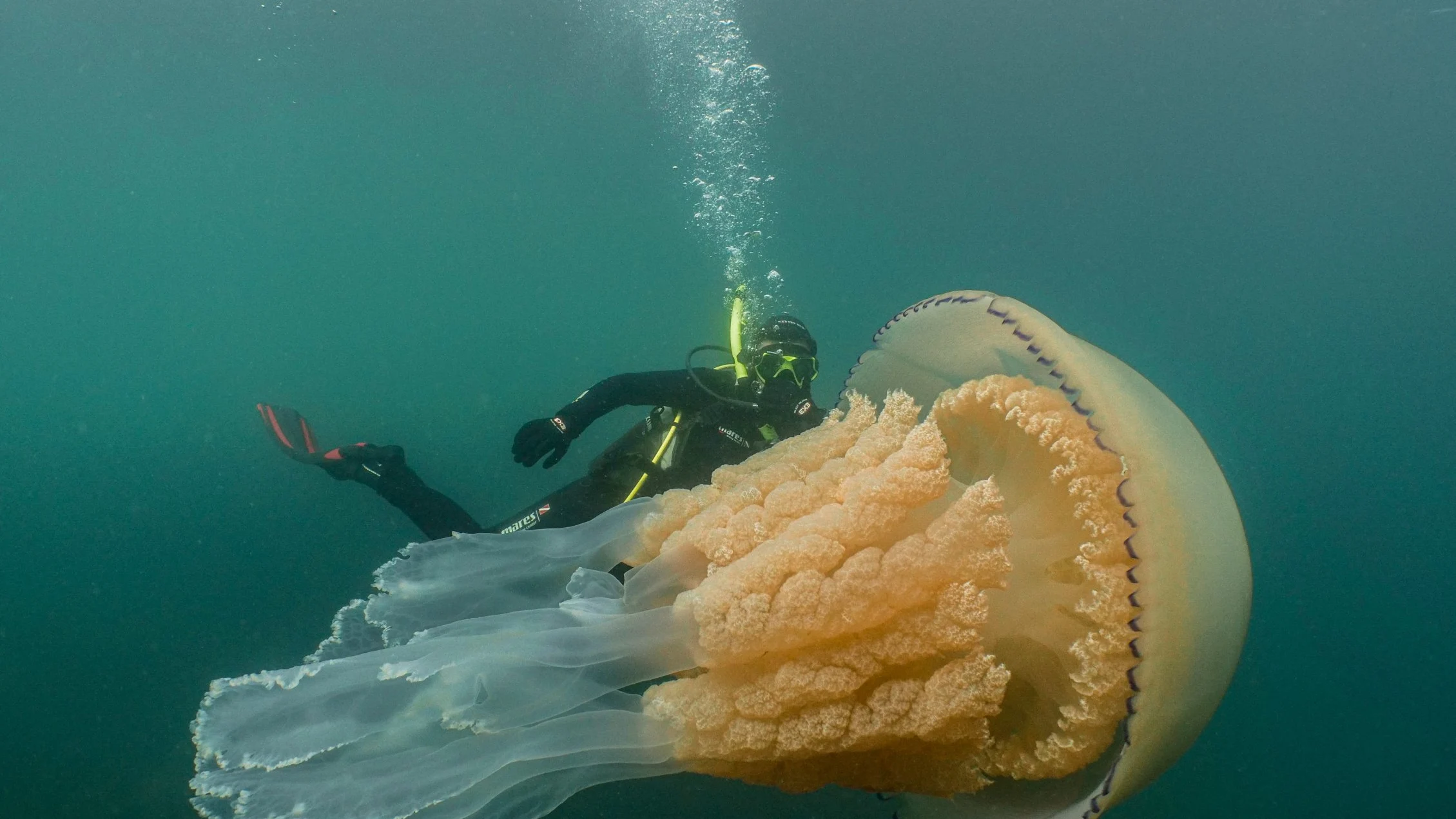 Medusa gigante cerca de la costa británica