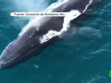 Un grupo de ballenas recorre las aguas de Dénia Un grupo de ballenas recorre las aguas de Dénia