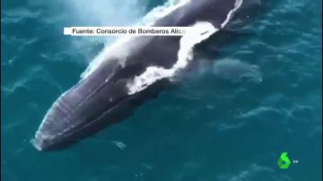 Un grupo de ballenas recorre las aguas de Dénia