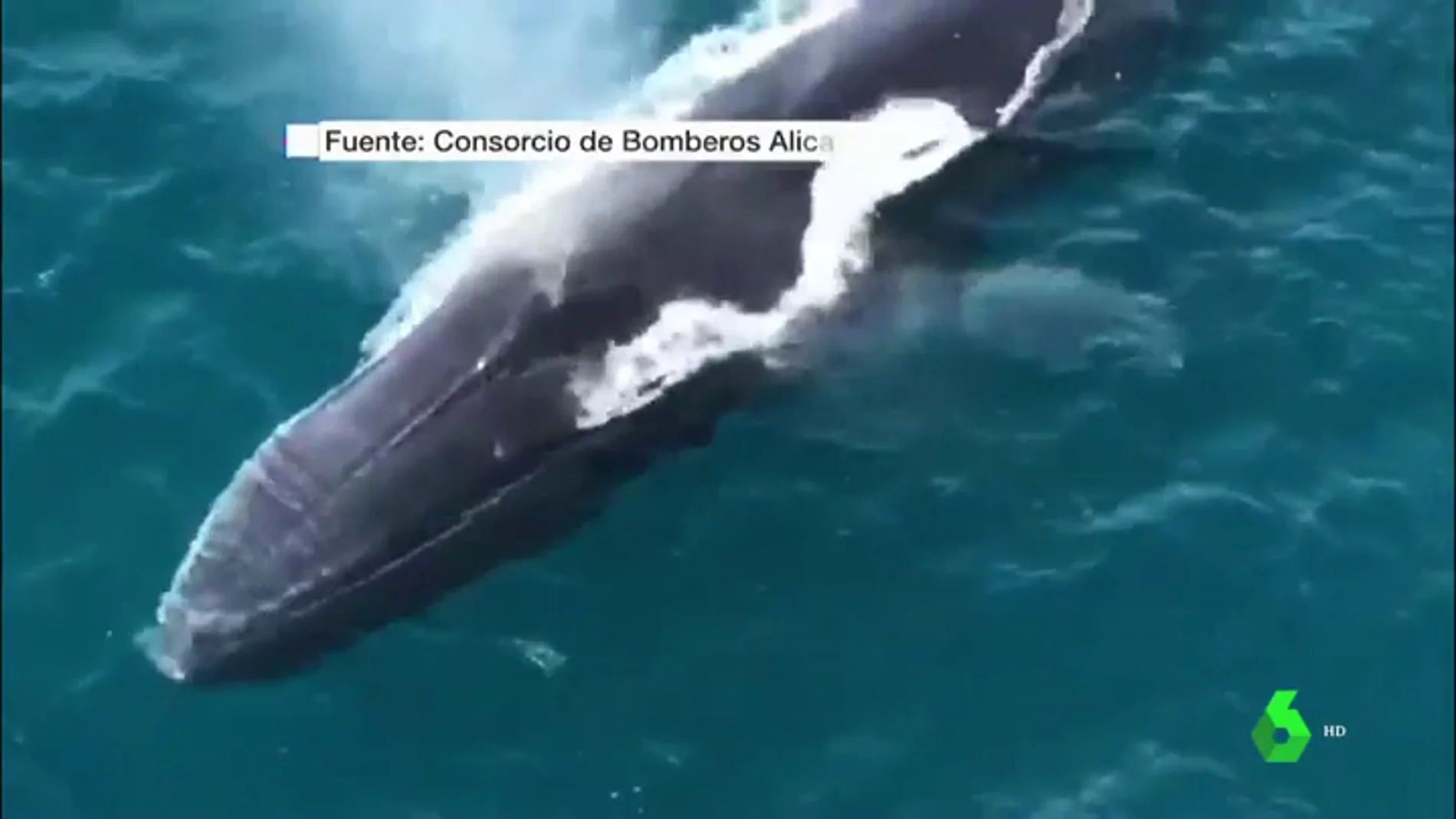 Un grupo de ballenas recorre las aguas de Dénia