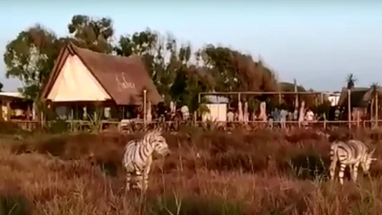 Pintan a dos burros como si fueran cebras en un chiringuito de Cádiz Pintan a dos burros como si fueran cebras en un chiringuito de Cádiz