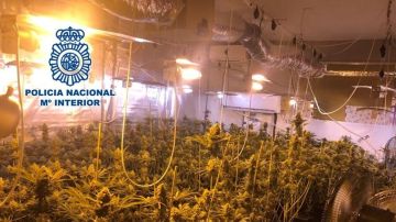 Las 265 plantas de marihuana intervenidas en Padul, Granada