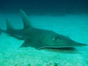 Imagen de una raya rinoceronte en el fondo marino Imagen de una raya rinoceronte en el fondo marino