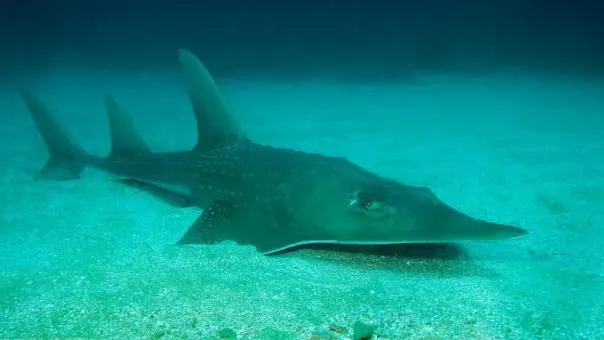 Imagen de una raya rinoceronte en el fondo marino