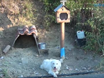 El perro que espera a su dueño fallecido durante año y medio El perro que espera a su dueño fallecido durante año y medio