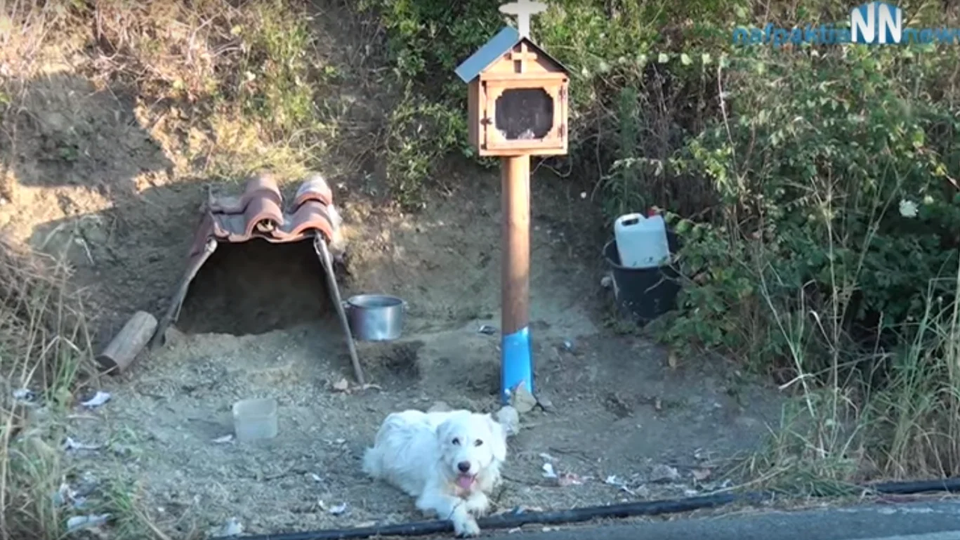 El perro que espera a su dueño fallecido durante año y medio