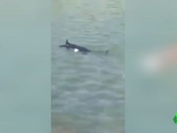 Un tiburón huyendo de un grupo de turistas en una isla de Grecia Un tiburón huyendo de un grupo de turistas en una isla de Grecia
