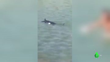 Un tiburón huyendo de un grupo de turistas en una isla de Grecia