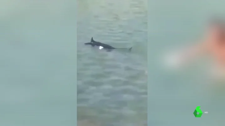 Un tiburón huyendo de un grupo de turistas en una isla de Grecia.