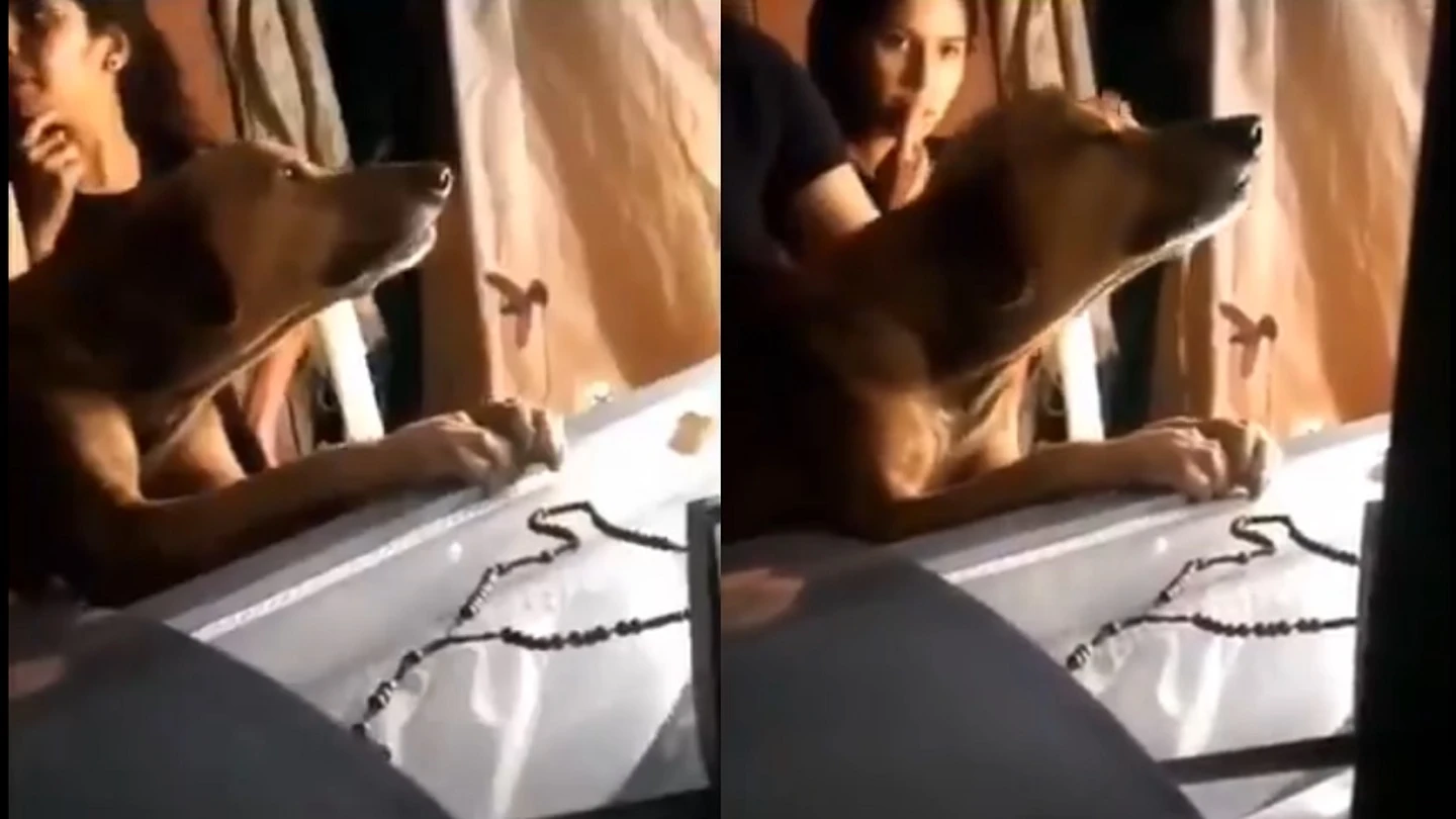 Perro llorando en el ataúd de su dueño Perro llorando en el ataúd de su dueño.