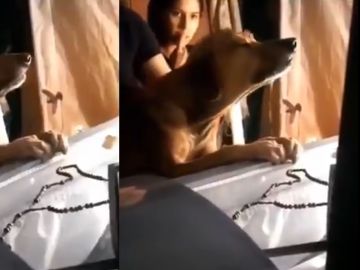 Perro llorando en el ataúd de su dueño Perro llorando en el ataúd de su dueño