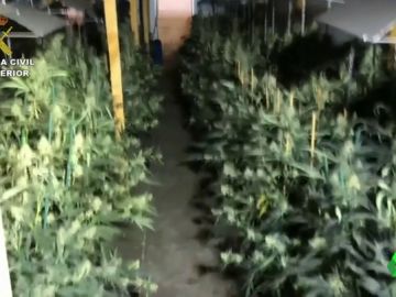Desmantelado el mayor laboratorio de marihuana cubierto de La Rioja Desmantelado el mayor laboratorio de marihuana cubierto de La Rioja
