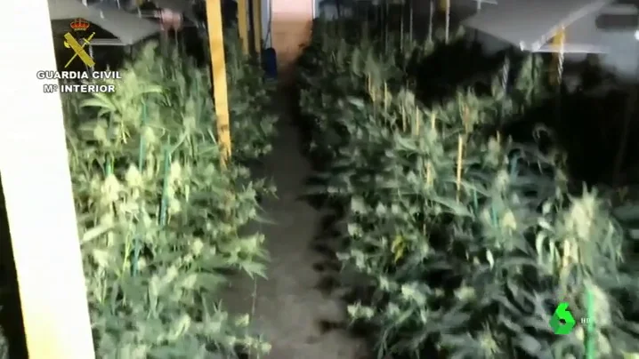 Desmantelado el mayor laboratorio de marihuana cubierto de La Rioja