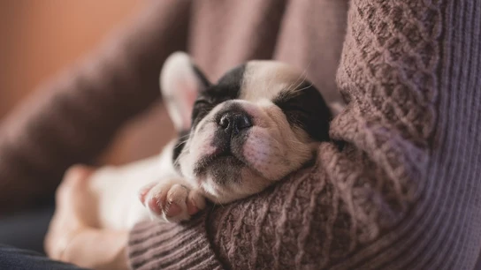 Cachorro en los brazos de su dueño Cachorro en los brazos de su dueño .