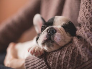 Cachorro en los brazos de su dueño Cachorro en los brazos de su dueño