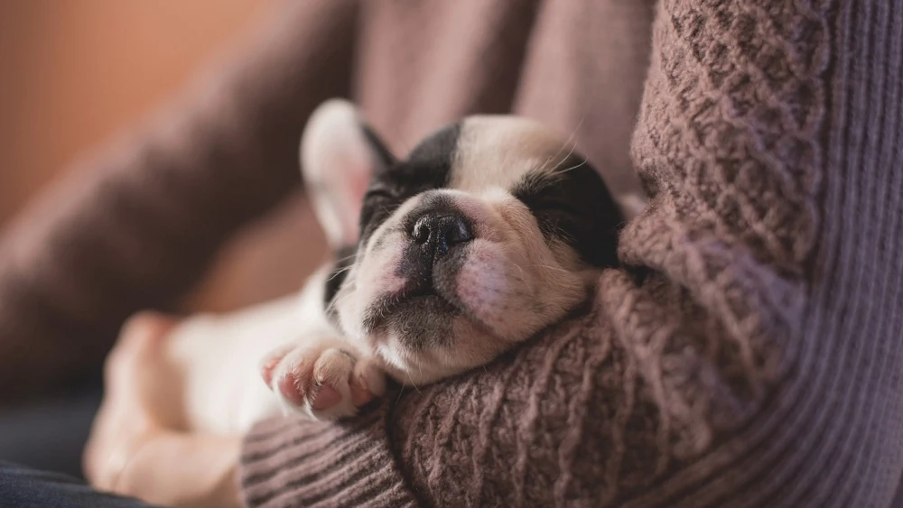 Cachorro en los brazos de su dueño .