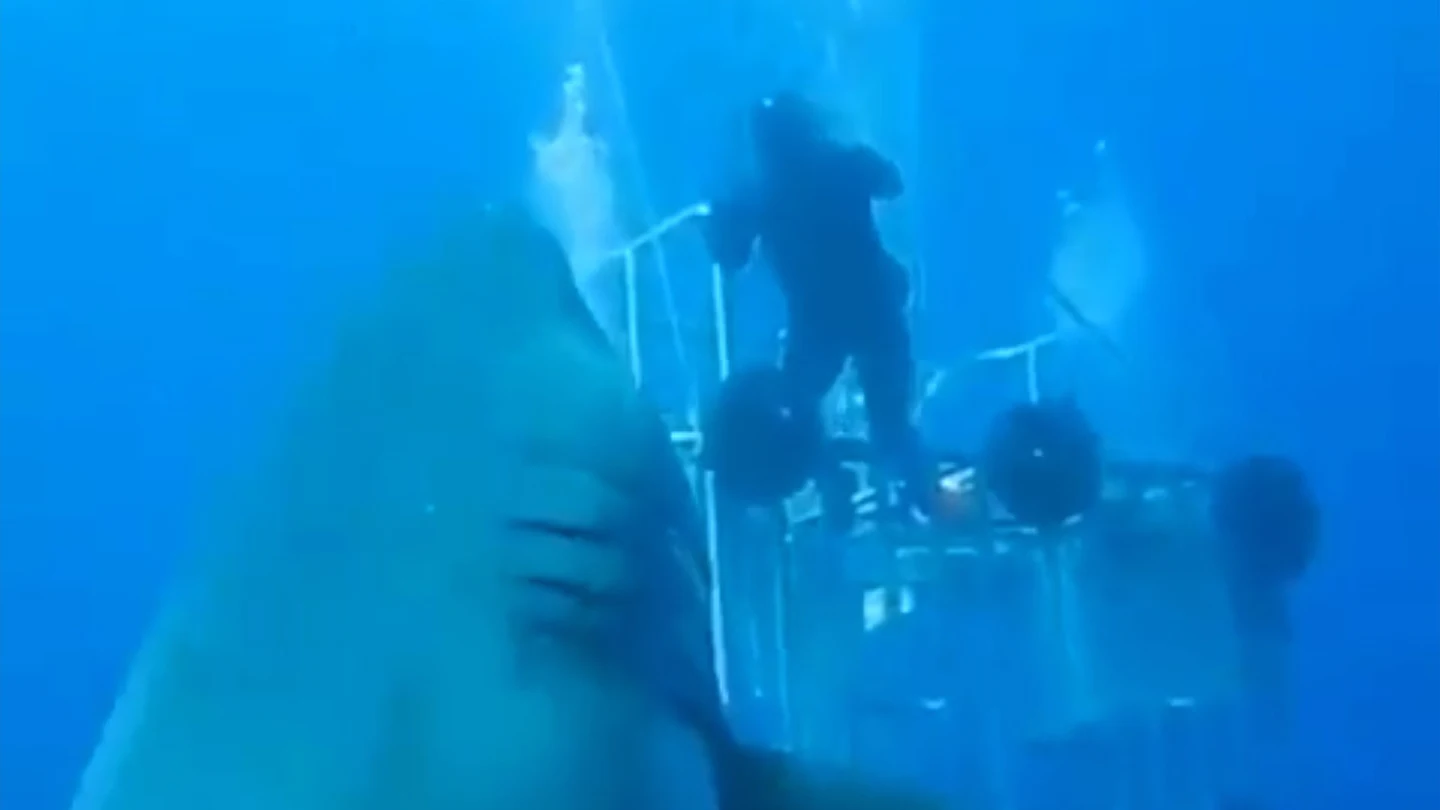 El tiburón blanco más grande del mundo El tiburón blanco más grande del mundo