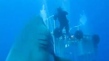 El tiburón blanco más grande del mundo