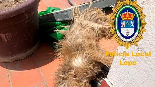 El perro fallecido después de estar seis días sin ninguna asistencia. El perro fallecido después de estar seis días sin ninguna asistencia.