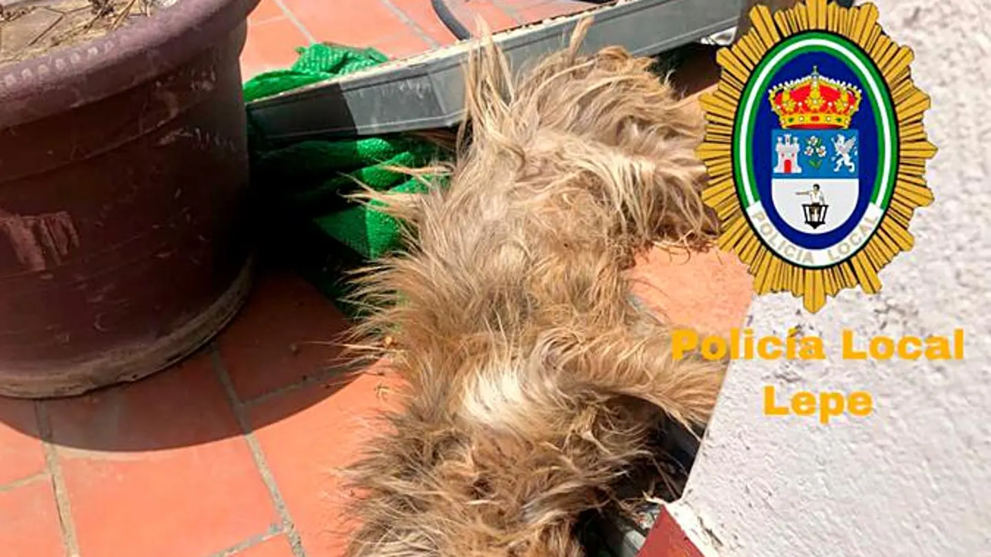 El perro fallecido después de estar seis días sin ninguna asistencia. El perro fallecido después de estar seis días sin ninguna asistencia.